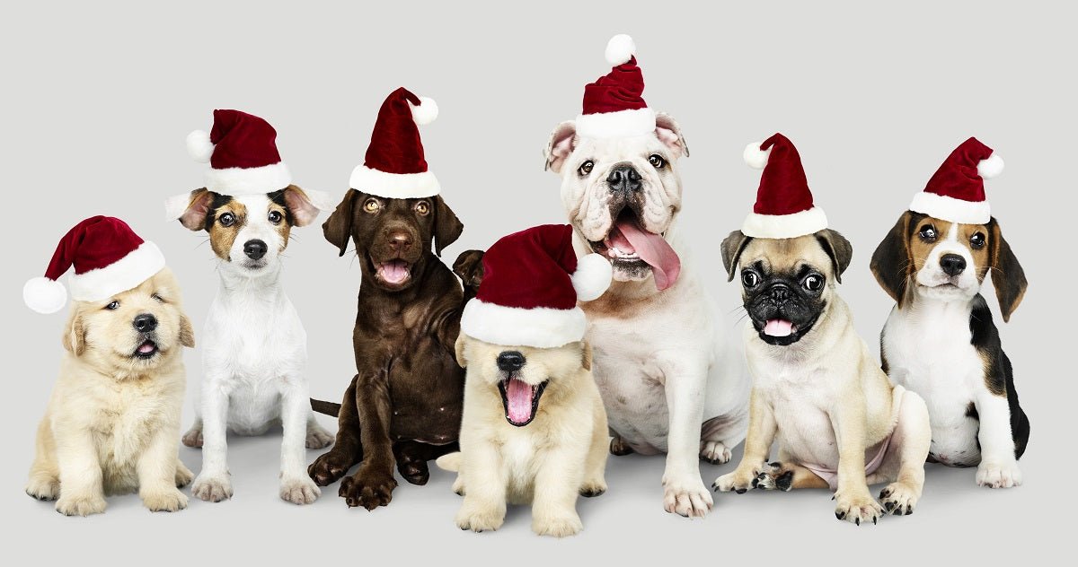 15 Dog Christmas Gifts for Dog Lovers - Neakasa