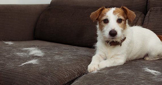 4 Tips for Surviving Dog Shedding Season - Neakasa