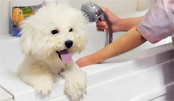dog bathing