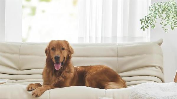 What You Should Have in Your Grooming Kit for Dogs banner