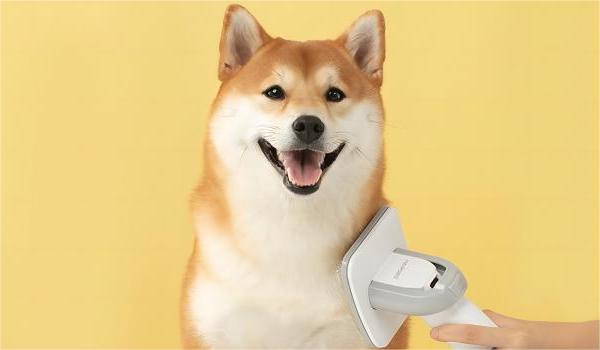 Types of Dog Brushes: Choosing the Right Tool for Your Dog's Coat