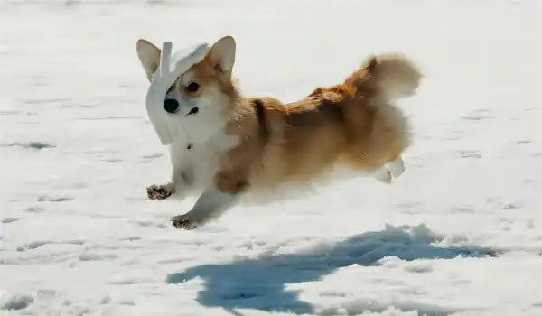 dog grooming in winter