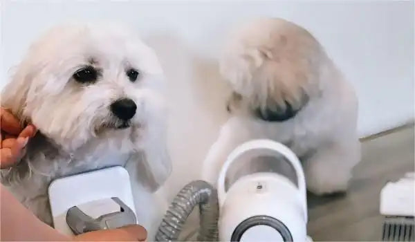 dog grooming