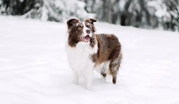 How to Care for Your Dog's Coat in Cold Weather