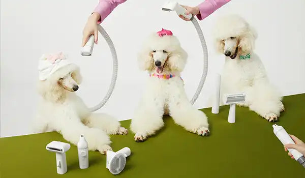dog grooming