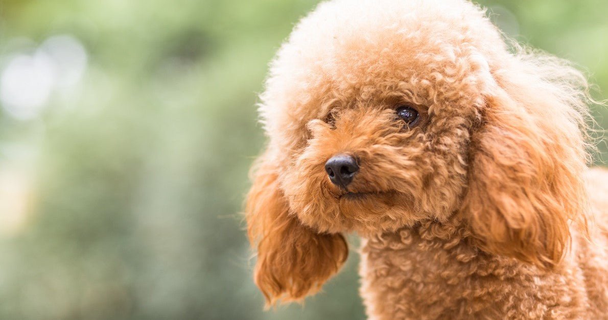 Goldendoodle best sale lion haircut