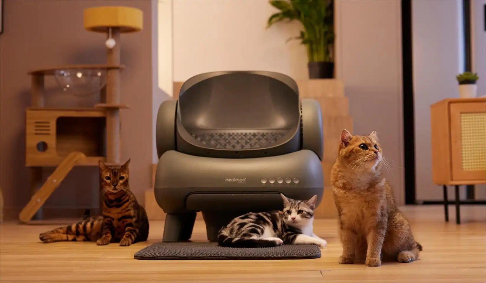 Litter Boxes for Multiple Cats