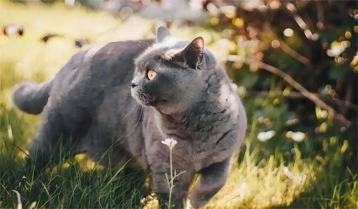 British Shorthair