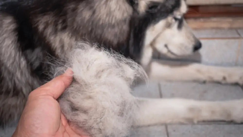 Alaskan 2024 husky shedding