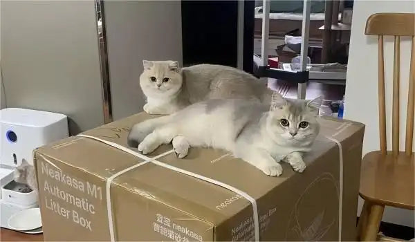 Factors to Consider When Choosing an Automatic Litter Box