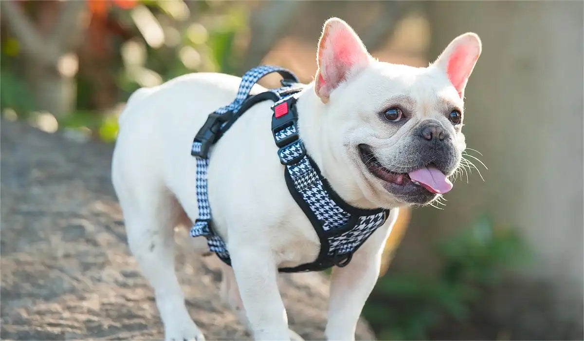 Gentle leader for french bulldog best sale