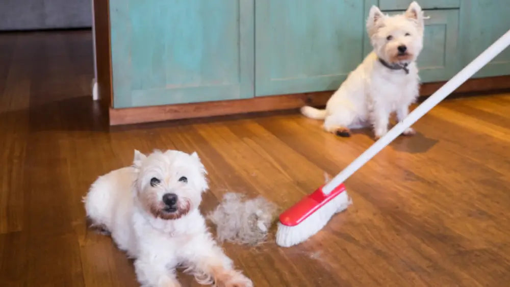 How to Use a Pet Vacuum Groomer to Keep Your Home Clean Cover