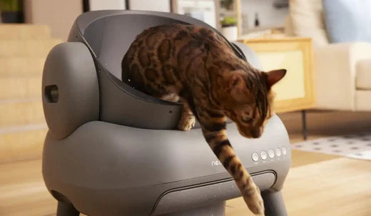 Cat litter solutions for small spaces best sale