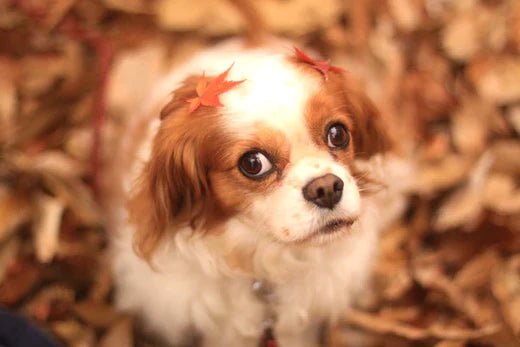 A Must-See for Those Who Don't Know How to Groom Pets at Home! - Neakasa