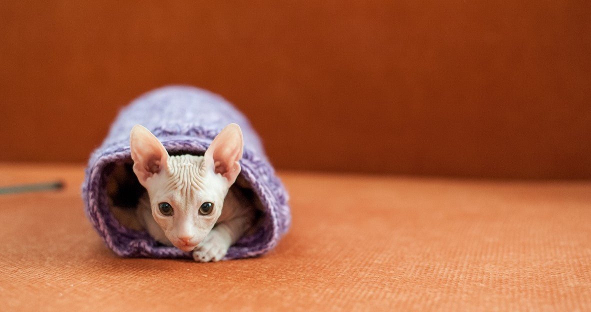 Are There Non Shedding Cat?