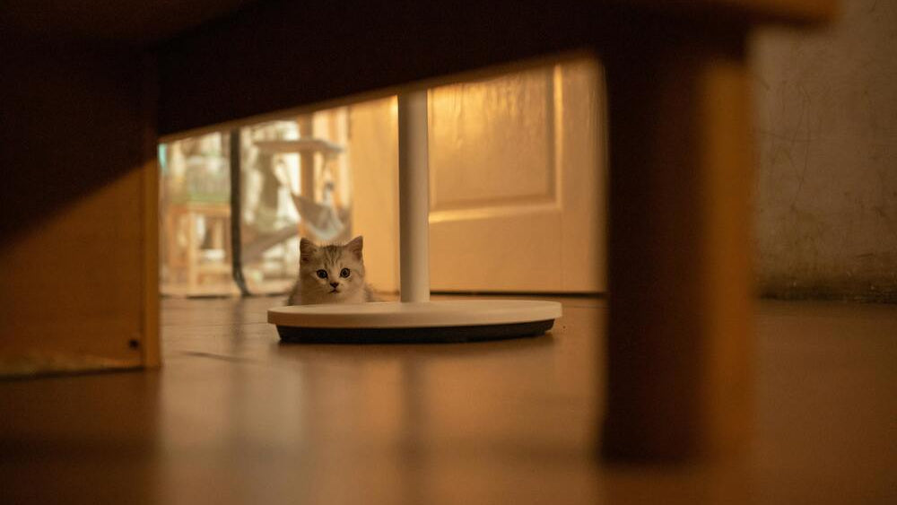 Is your cat allergic to litter? 5 Best Allergy-Safe, Dust-Free Choices