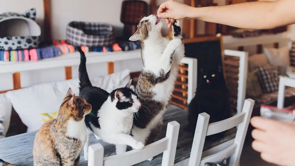 Best Gifts for Multi-Cat Homes: Reducing Conflict & Stress