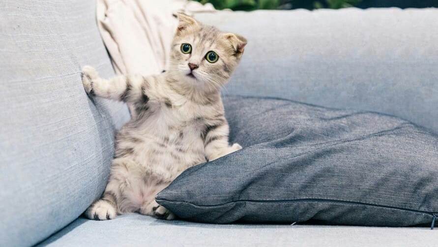 Choosing the Best Kitten Litter Box: Size, Safety, and Training Essentials