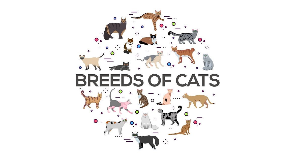 Cat Breeds You Need to Know! - Neakasa