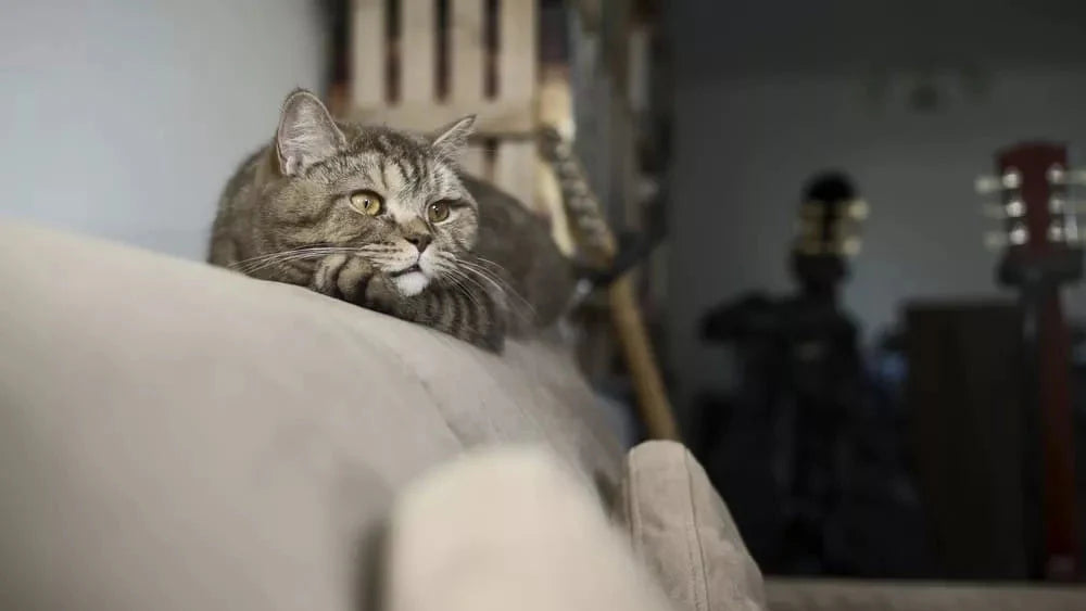 Cat Hiding Behavior Causes: Why Do Cats Hide & How to Help