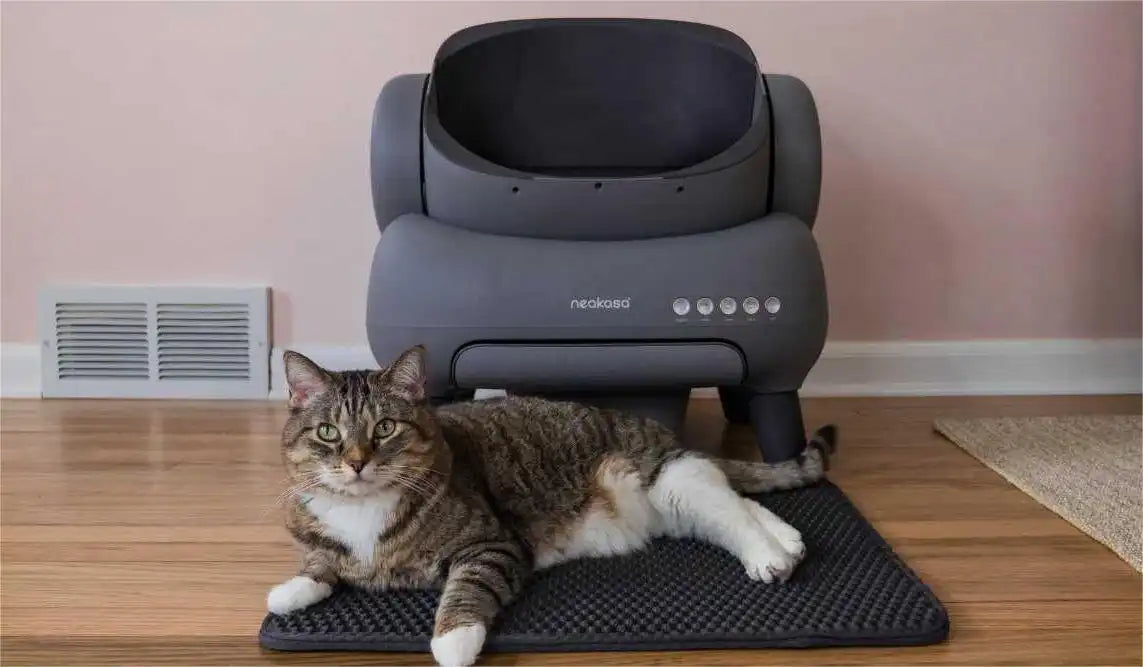 cat-sitting-in-front-of-neakasa-cat-litter-box