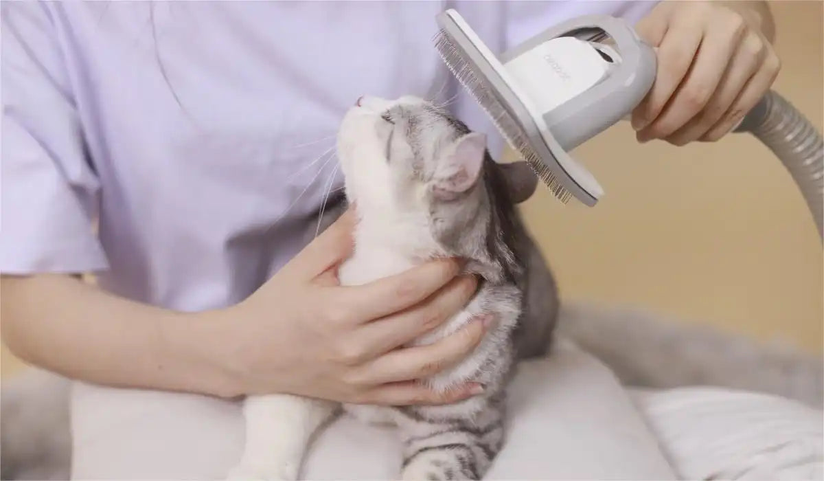 How to Keep Your Cat's Fur Healthy Scientifically