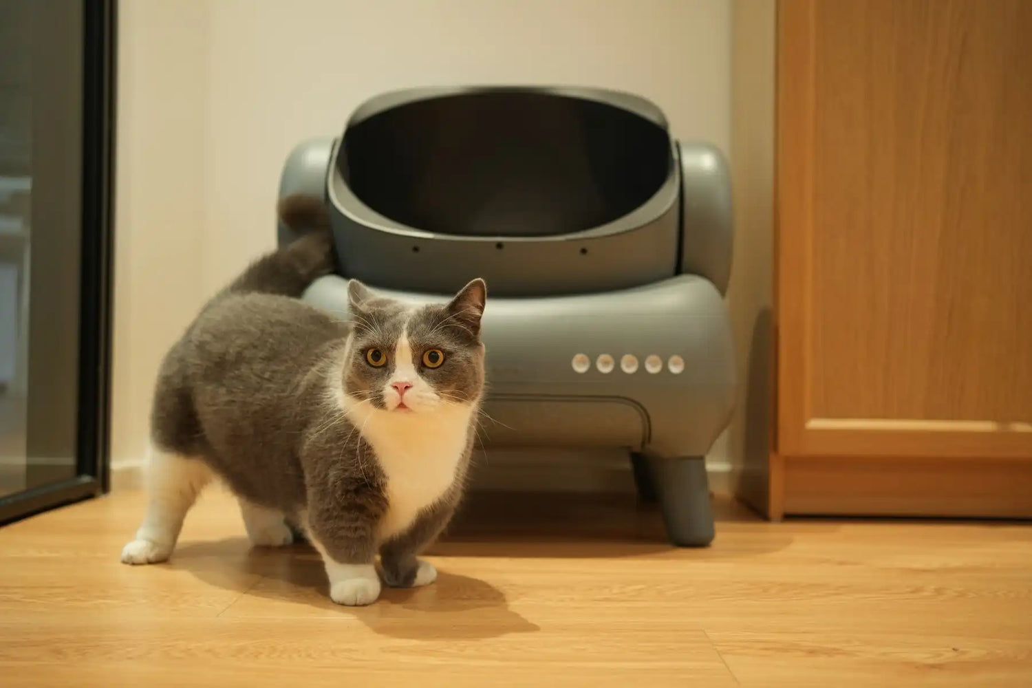 Is Your Cat Sick? The Ultimate Cat Litter Box Health Guide