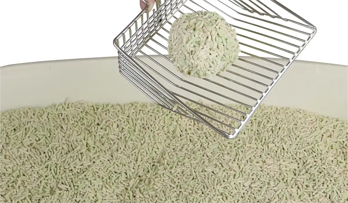 How Often Should I Clean the Cat Litter Box Neakasa Official