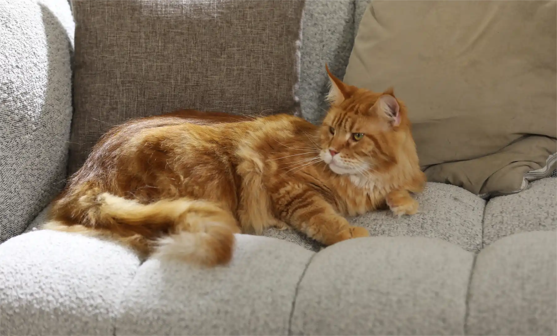 5 Common Reasons Why Your Cat Might Be Pooping Blood