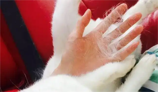 reduce cat shedding