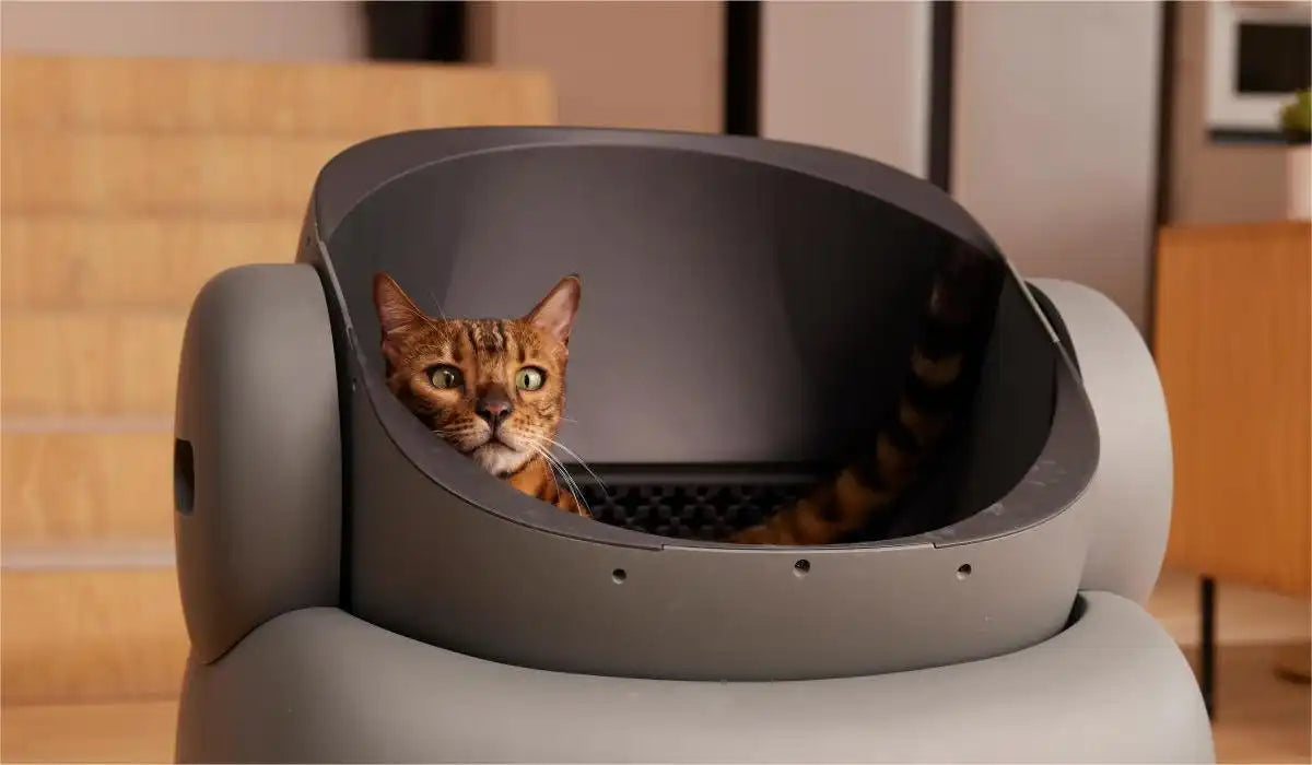 clean cat litter box