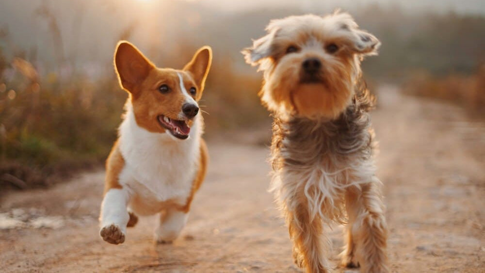 Top Cool Dog Gadgets for Dog Lovers (Perfect Gifts!)