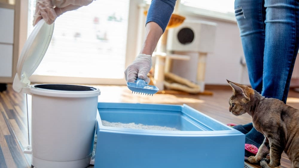 The Hidden Dangers of Cat Litter to Humans (And How to Prevent Them)