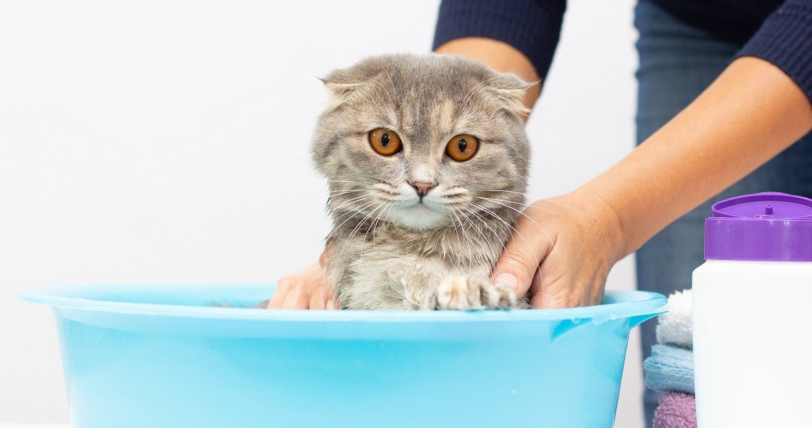 Do Cats Need Baths?