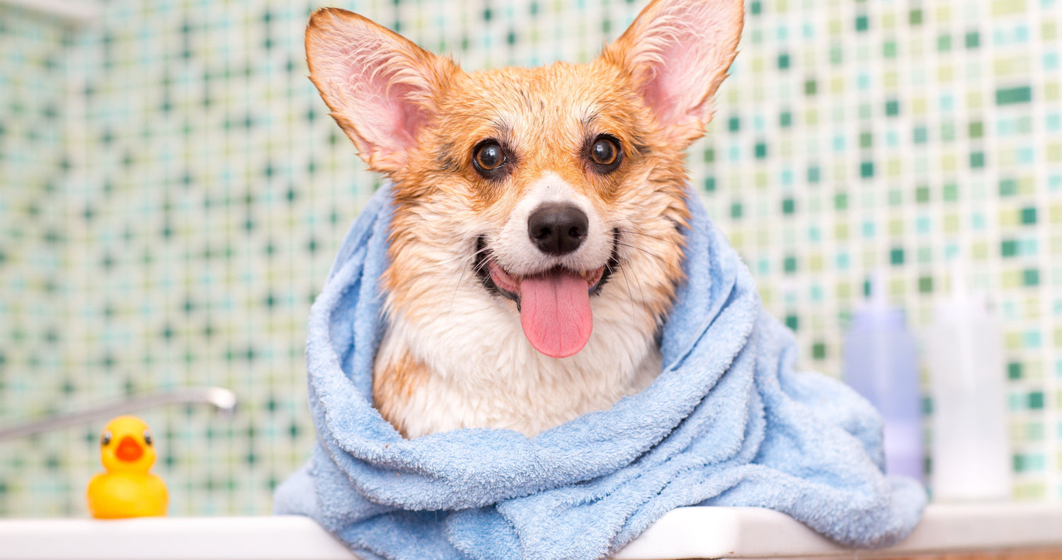 Do Dog Groomer Vacuums Work? - Neakasa