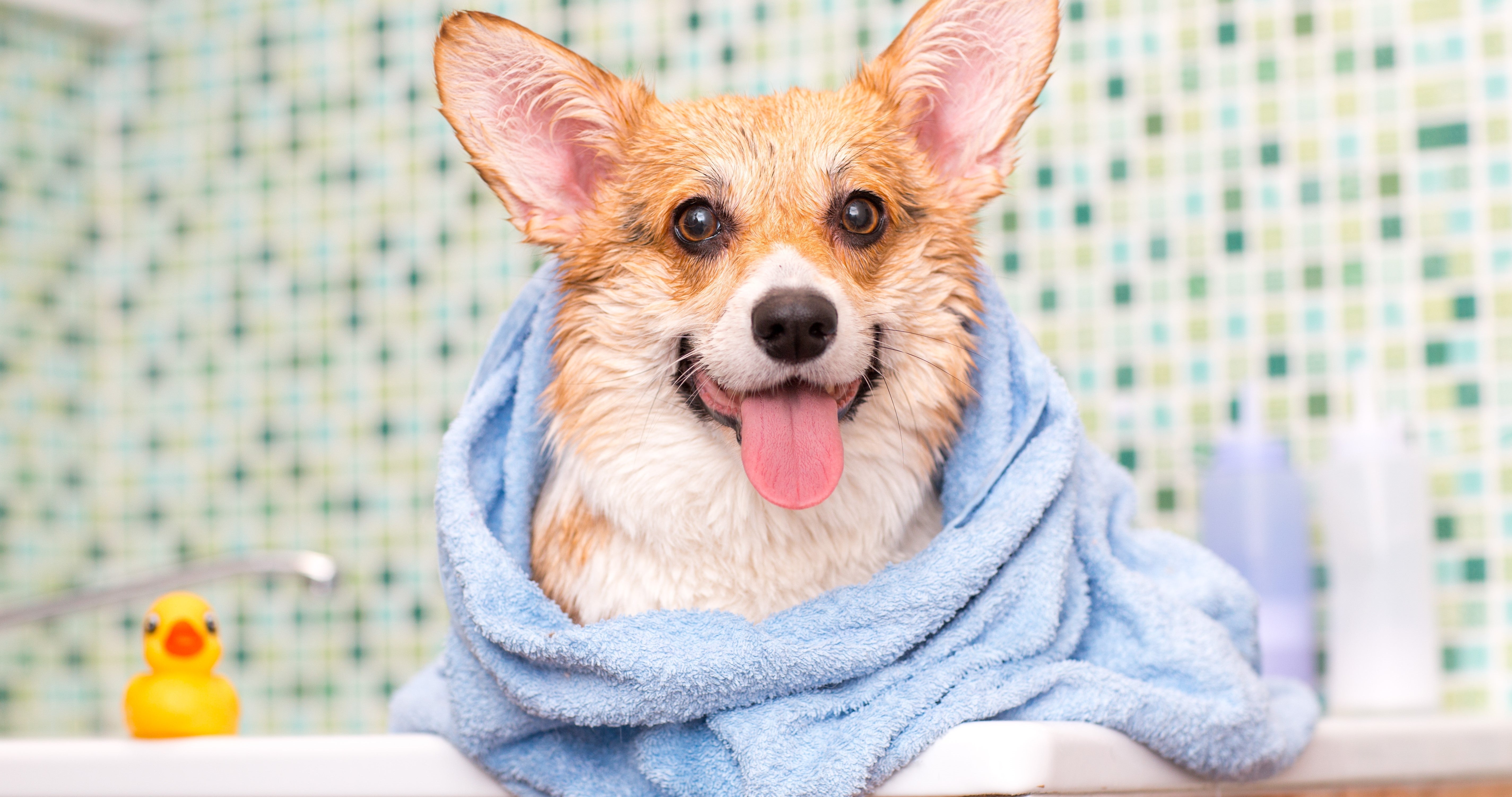 Do Dog Groomer Vacuums Work? - Neakasa