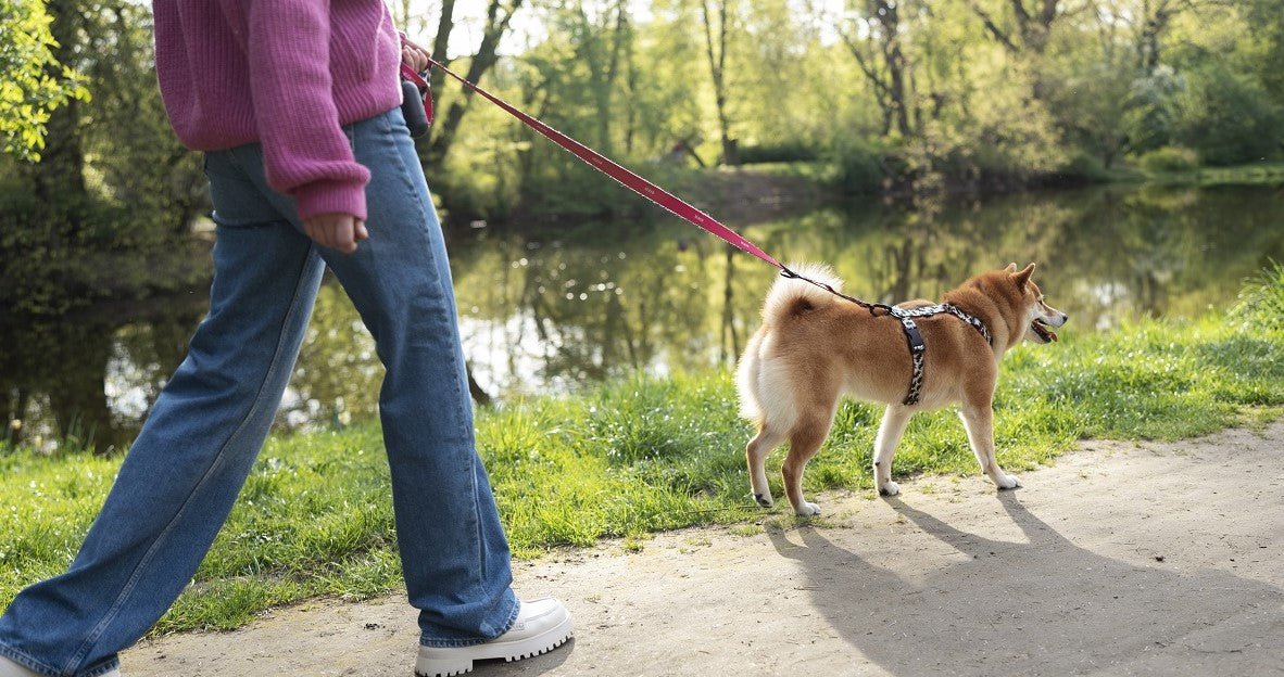 Do I Need to Walk The Dog Everyday? - Neakasa