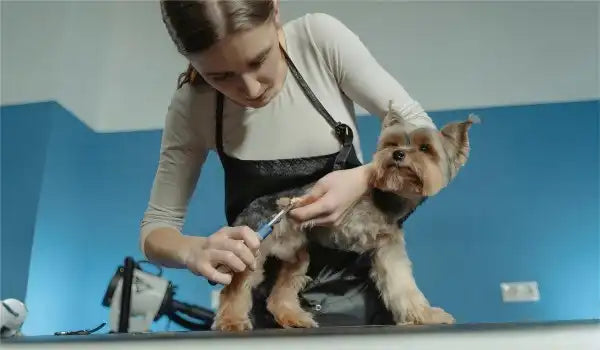 dog nails trimming