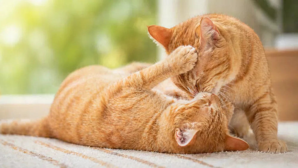 Play or Fight? 4 Must-Know Signs of How Cats Play With Each Other