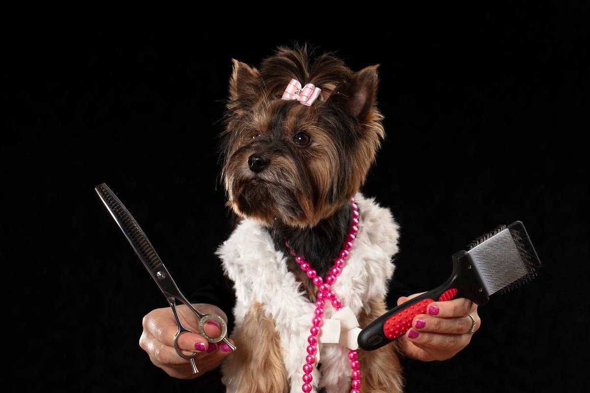 How Do I Choose Dog Grooming Clippers? - Neakasa