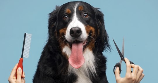 What Happens in a Pet Grooming Session?