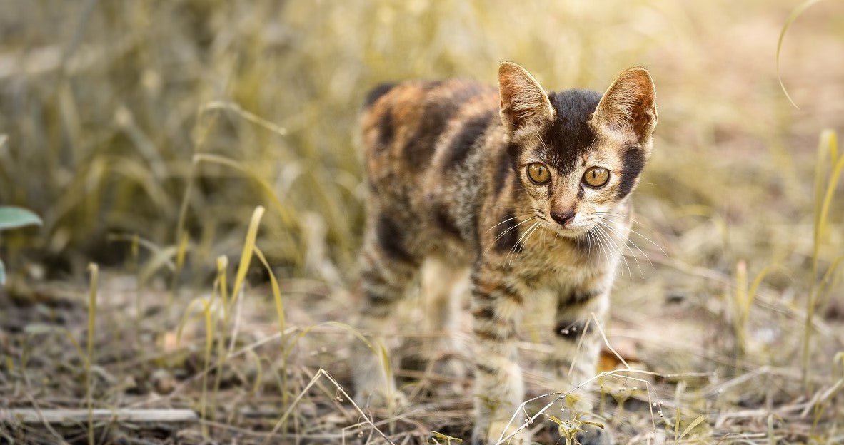 How Many Cat Years To Human Years? - Neakasa