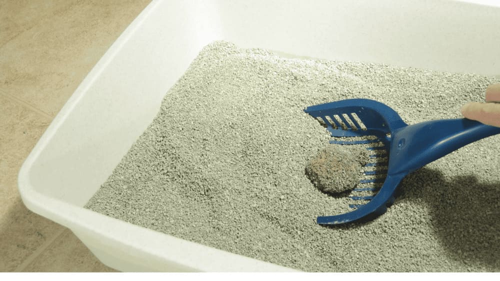 Cat Litter Box Frequency Guide: How Often Should a Cat Pee & Poop?