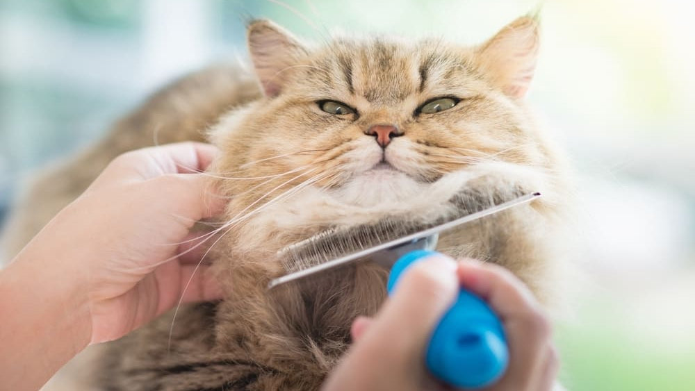 How Often Should You Brush Your Cat to Actually Stop Shedding?