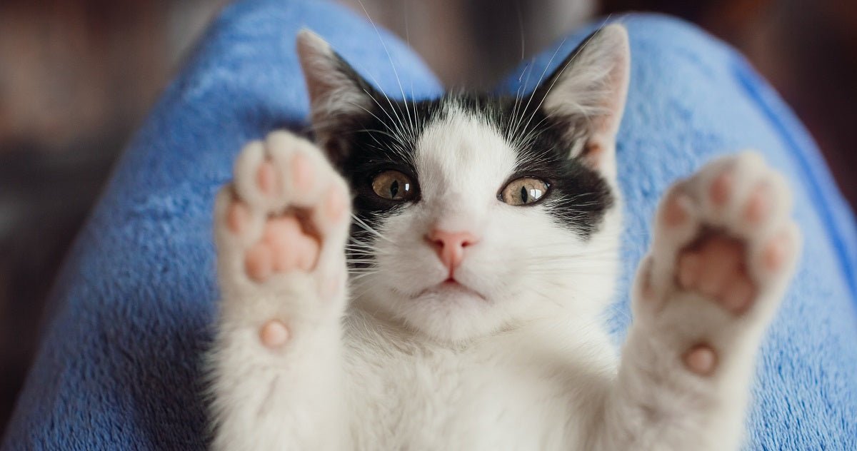 How Old Is My Cat? - Neakasa