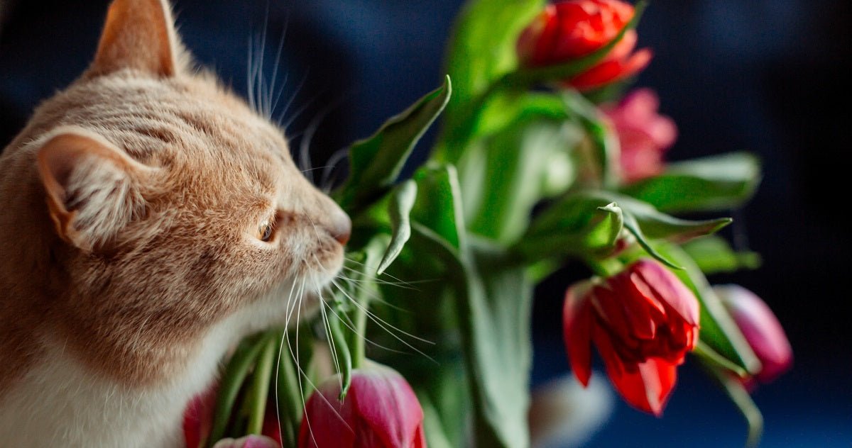 How Should I Choose Gifts for Cat Lovers? - Neakasa