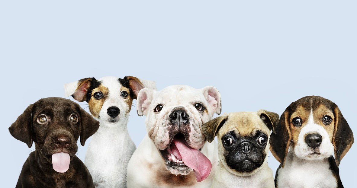 How to Change Dog Years to Human Years? - Neakasa