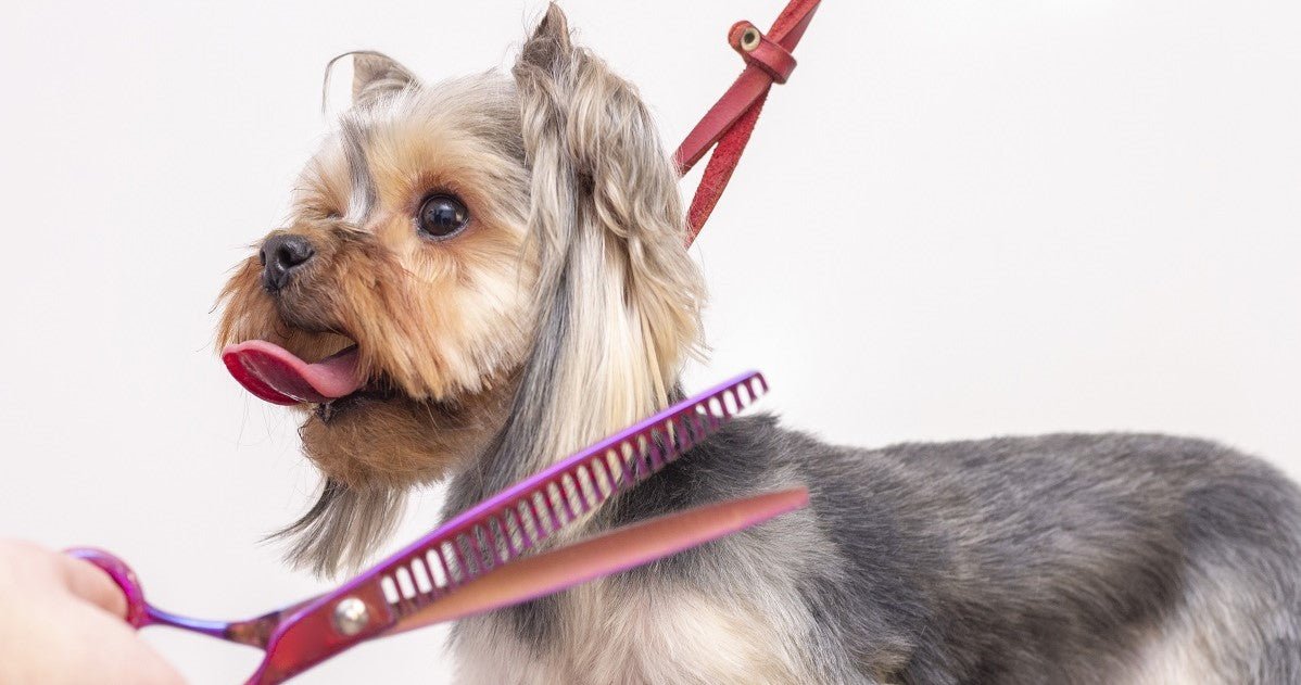 Grooming a hotsell yorkie with clippers