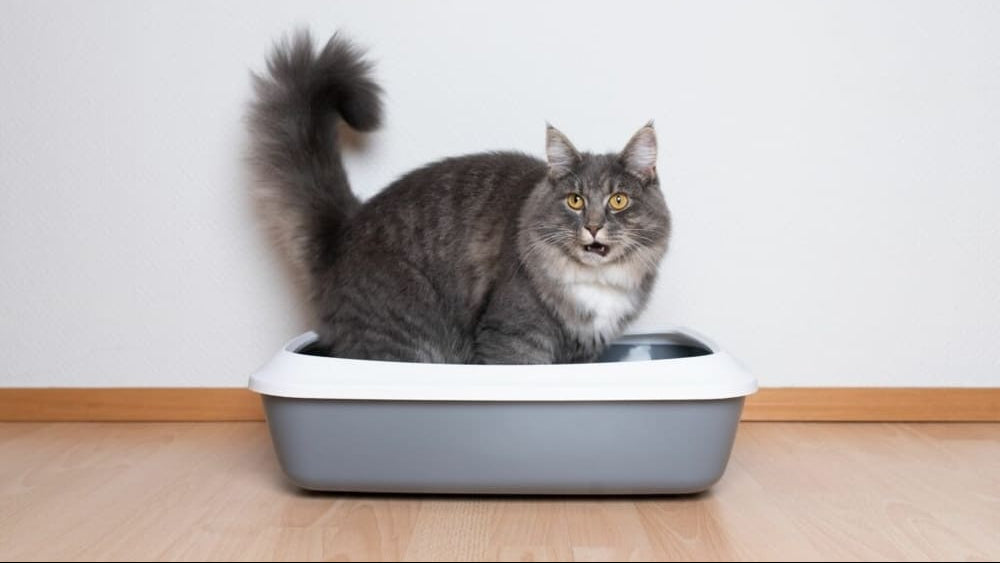How to Help a Constipated Cat: Vet-Approved Remedies That Work