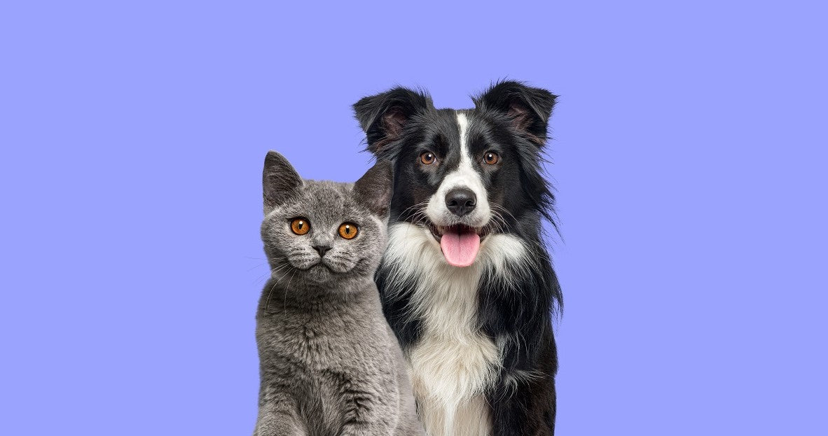 How to Introduce a Dog to a Cat